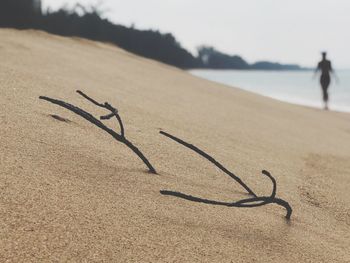 Dead plant on sand at beach against sky
