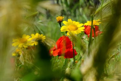 Close-up of red flowering plant on field