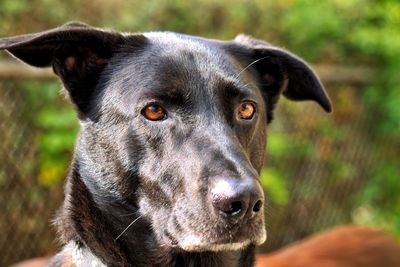 Portrait of black dog
