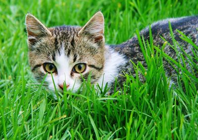 Portrait of kitten on field