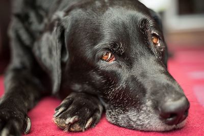 Close-up portrait of black dog relaxing on rug at home