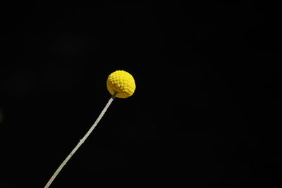 Low angle view of yellow ball against black background