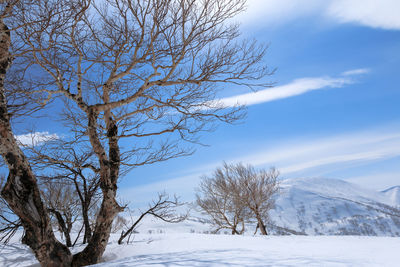 Bare tree against snow covered landscape