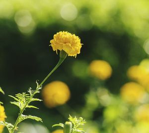 Close-up of yellow flowers blooming outdoors