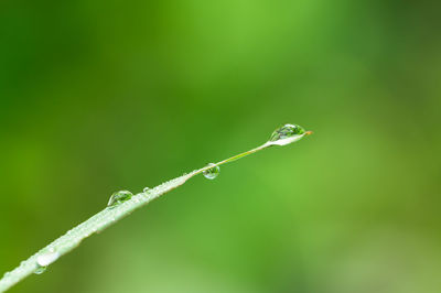 Close-up of water drops on blade of plant