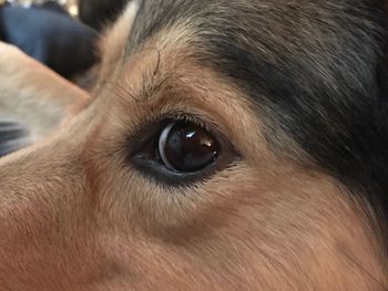 Close-up portrait of dog