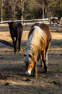 Horse standing on field