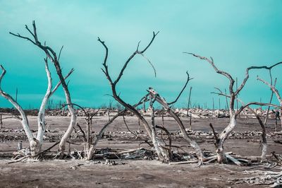 Bare trees on beach against sky