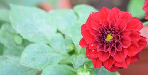 Close-up of red dahlia blooming outdoors