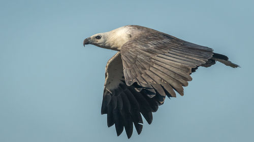 Low angle view of eagle flying against clear sky