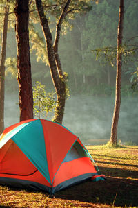 Adventures camping and tent under the pine forest,camping tent on lawns and lagoon in the morning