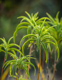 Close-up of green plant