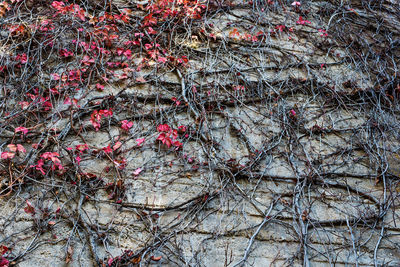 Full frame shot of bare tree