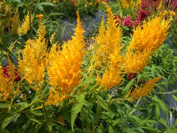 Close-up of yellow flowering plants in garden