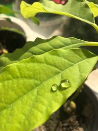 Close-up of water drops on leaves