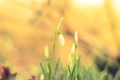 Close-up of snowdrop flowers blooming on field