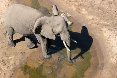 High angle view of elephant on land