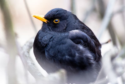 Close-up of bird perching outdoors