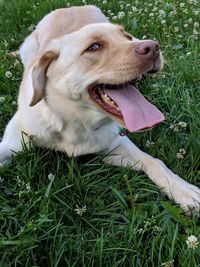 View of dog lying on grass