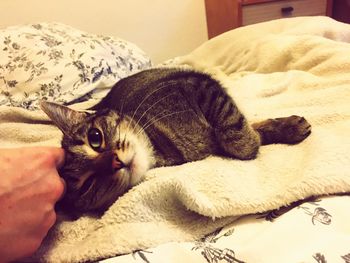 Cat lying on bed at home
