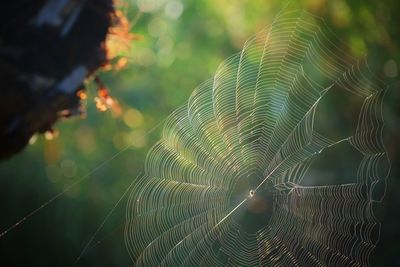 Close-up of spider web with rain drop on plant in summer morning.