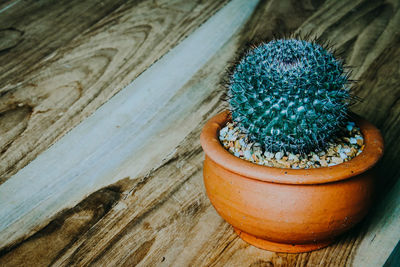 High angle view of potted plants on table