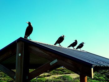 Low angle view of birds perching on roof against clear sky