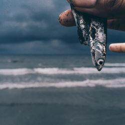 Cropped image of hand holding dead fish at beach against cloudy sky