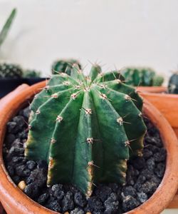 succulent plant