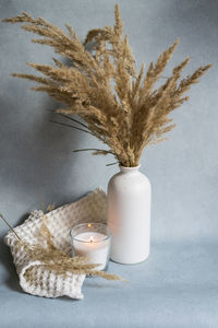 Close-up of plant on table against wall