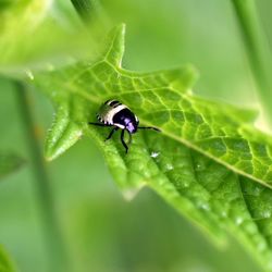 Close-up of insect on leaf