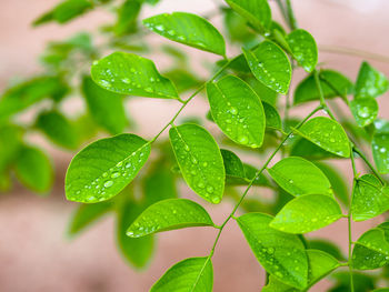 Fresh green leaf after the rain.