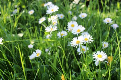 Close-up of white daisy flowers on field