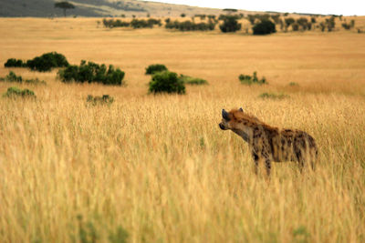 Side view of a hyena on field