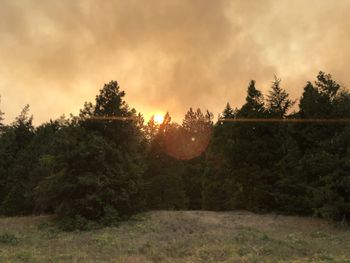 Trees on field against sky during sunset