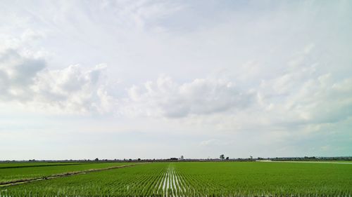 Scenic view of agricultural field against sky