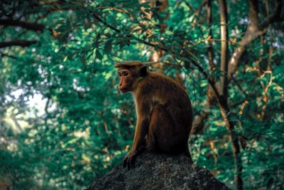 Monkey looking away while sitting on rock against trees in forest