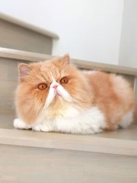 Exotic shorthair cat at stair