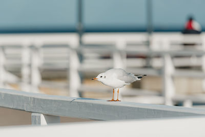 Seagull perching on railing