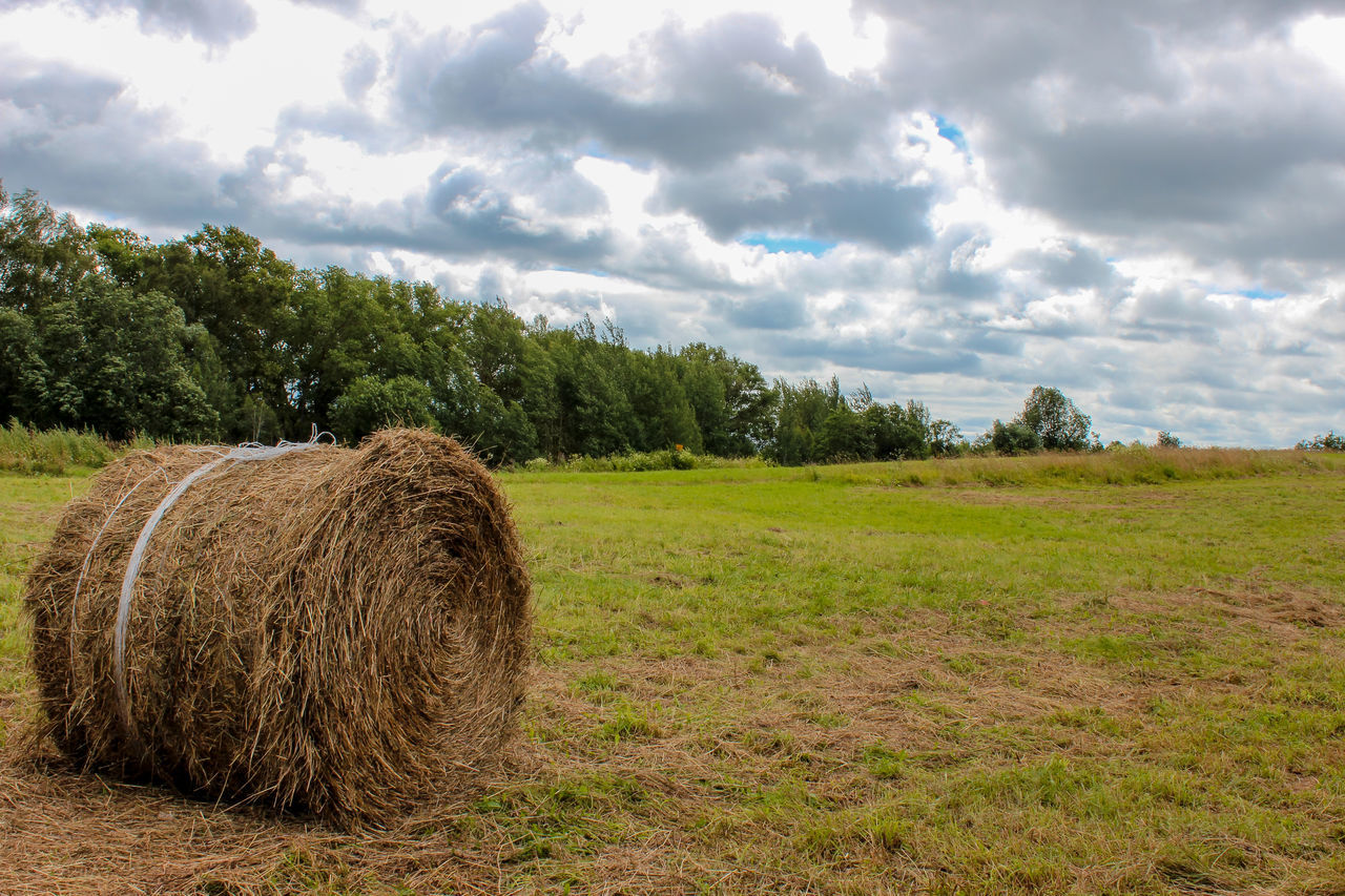 agriculture, rural scene, bale, hay, field, sky, tree, farm, harvesting, cloud - sky, cloudy, tranquility, tranquil scene, landscape, beauty in nature, scenics, nature, growth, crop, outdoors, cultivated land, day, green color, no people, plantation