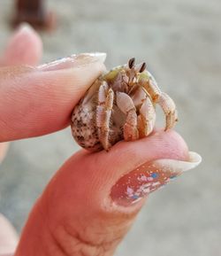 Close-up of hand holding shell