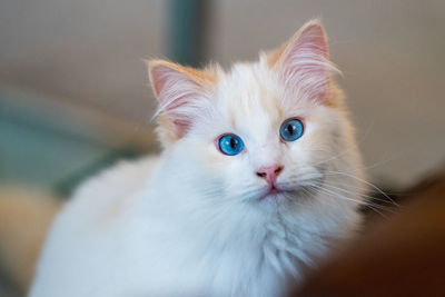 Close-up portrait of young ragdoll cat  