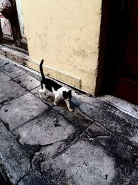 High angle view of a dog