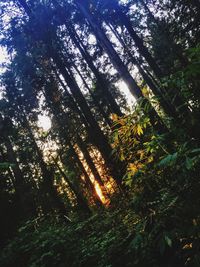 Low angle view of trees in forest