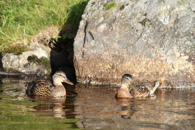 Ducks in a lake