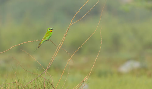 Bird perching on a plant