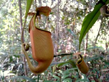 Close-up of fruits hanging on tree