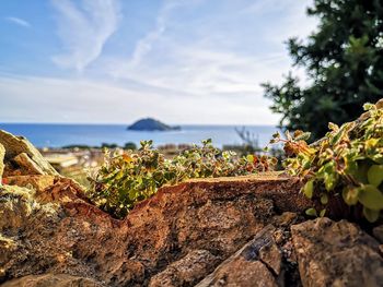 Plants growing on rocks by sea against sky