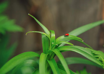 Close-up of ladybug on plant