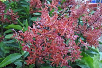 Close-up of red flowering plant